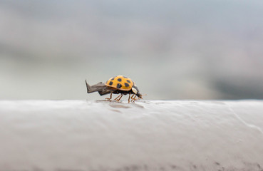 Lady Bug Ready To Fly