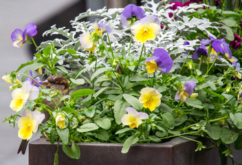 Sparrow in Flower Planter