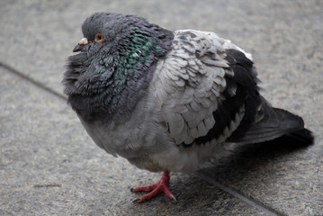 Fat Pigeon