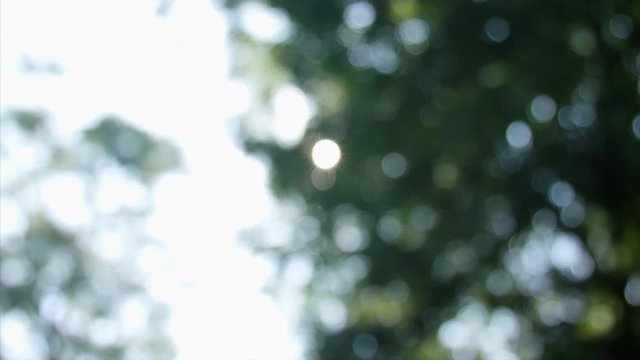 Beautiful out of focus sunset. Sun shine thorugh the blowing on wind tree leaves blackmagic ursa mini 4,6k