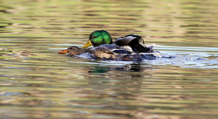 canard colvert