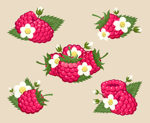 Raspberry with leaves and flowers vector illustration. Fruity juicy ripe berries, raspberries dessert isolated on background