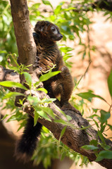 red madagascar lemur