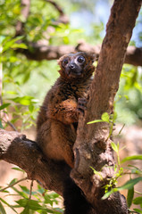 red madagascar lemur