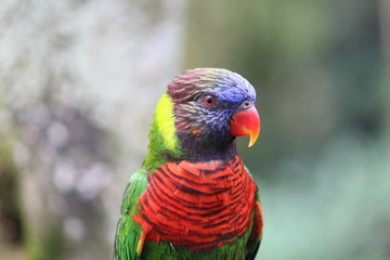 Parrot Delight