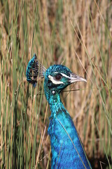 Peacock Perfection 2