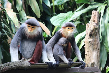 Monkey Family Love