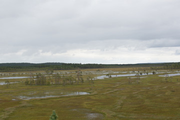 Panorama swamp area of the national park Patvinsuo, summer 