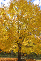 Obraz premium Backlit bright yellow tree during fall
