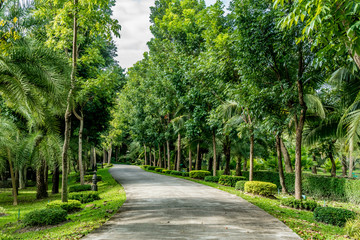 Road in the park