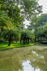 Fototapeta na wymiar Palm with green lake