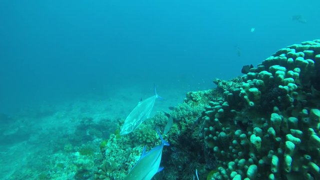 Underwater coral reef with Trevally fish hunting glassfish