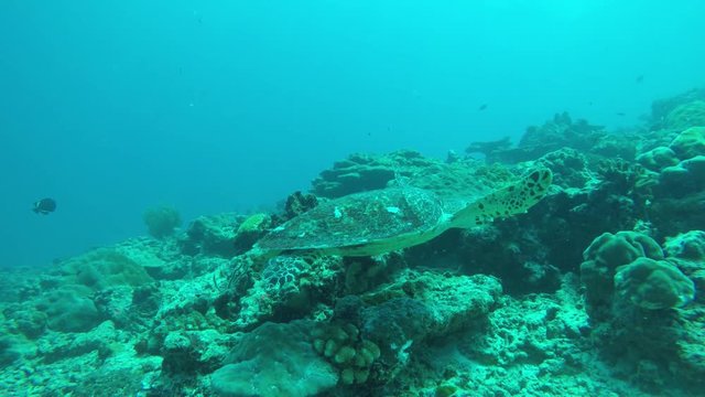 Hawksbill Sea Turtle swimming on coral reef looking for food