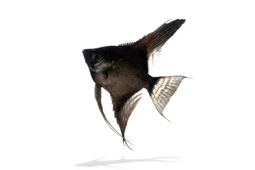 ブラックエンゼルフィッシュ 