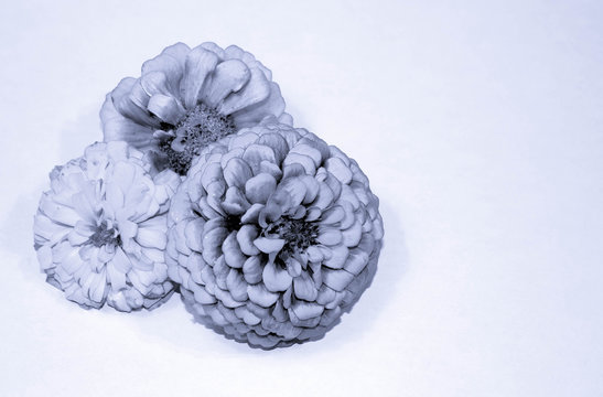Black and White Zenias off centered