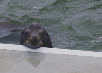 California Sea Lion Resting Chin On Dock
