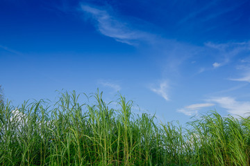 nature background of green grass and blue sky in the daytime, use for background natural concepts