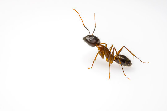 close up ant isolated on white background and copy space for text