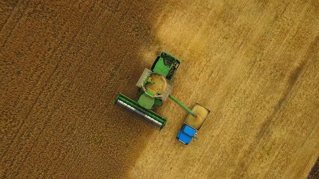 Combine loading golden wheat grain into truck trailer. Agriculture landscape. Harvesting wheat in the field - Aerial view