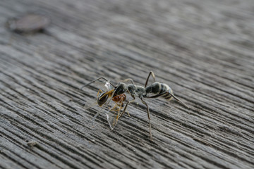 close up black ant with red ant in the mouth for food on old wood floor