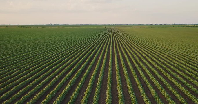 An aerial shot of soybean field ripening at spring season, agricultural landscape
