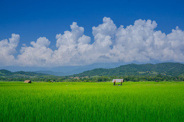asian rice fields and farmer hut in rainy season, cultivation in the Thailand country. farm land