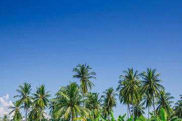 Obraz premium garden of coconut palm trees in day blue sky with clouds