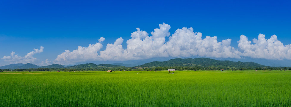 panorama landscape asian green rice fields and farmer hut in rainy season, cultivation in the Thailand country. farm land © lamyai