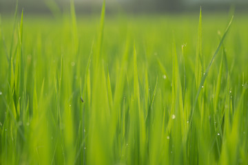 Close up the wet rice fields in green agricultural garden.
