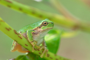 紫陽花の茎につかまるカエル
