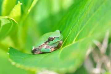 紫陽花の葉で休むカエル