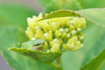 紫陽花の花と蛙