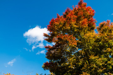 Fototapeta premium 紅葉