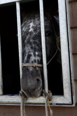 おりから悲しみの眼差しで見つめる馬