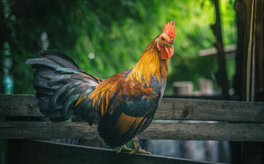 close up portrait of bantam chicken, Beautiful colorful cock