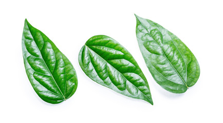 Green leaf isolated on white background (Bai-Yanang, Tiliacora Triandra, Yanang). File contains a clipping path.