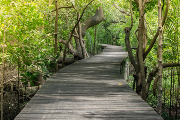 Wood floor with Bridge in the forest in mangrove forest.