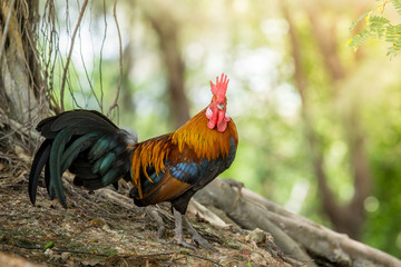 close up portrait of bantam chicken, Beautiful colorful cock