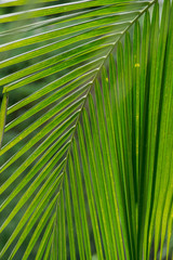 Abstract background of coconut palm tree