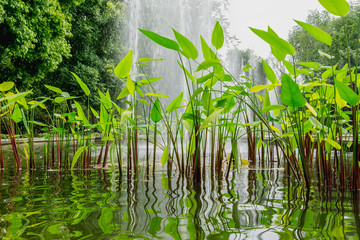 Water Canna, Thalia dealbata in the water with reflect