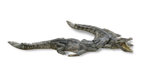 Two freshwater crocodile isolated on white background. File contains a clipping path.