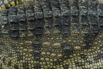 Close up crocodile skin texture background.