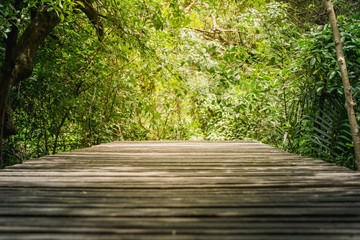 Fototapeta na wymiar Wood floor with Bridge in the forest in mangrove forest.