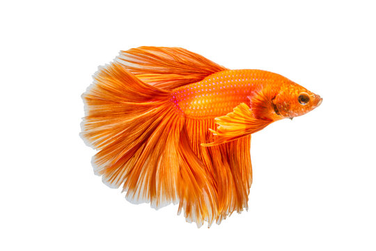 Orange fighting fish isolated on white background, siamese fighting fish, Betta fish. File contains a clipping path.