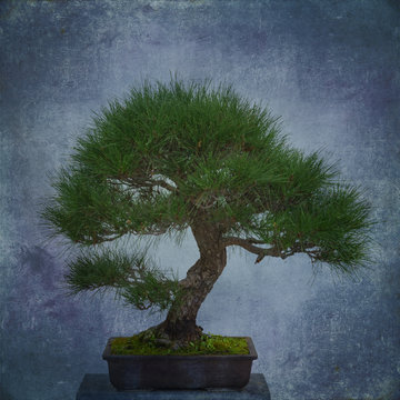 Bonsai Tree and Textured Image