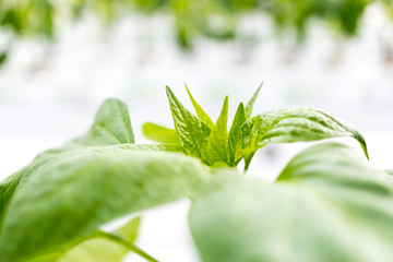 Acercamiento de planta en invernadero