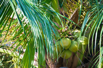 Cluster of young coconut on coconut tree