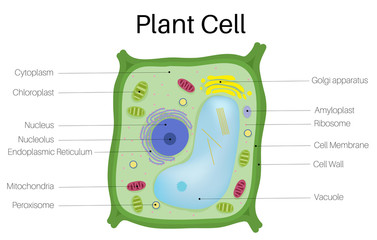 Obraz premium Komórka roślinna