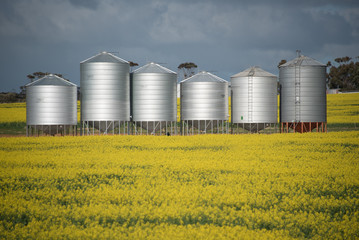 Canola and Silos