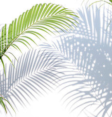 palm leaves and shadows on a white wall background